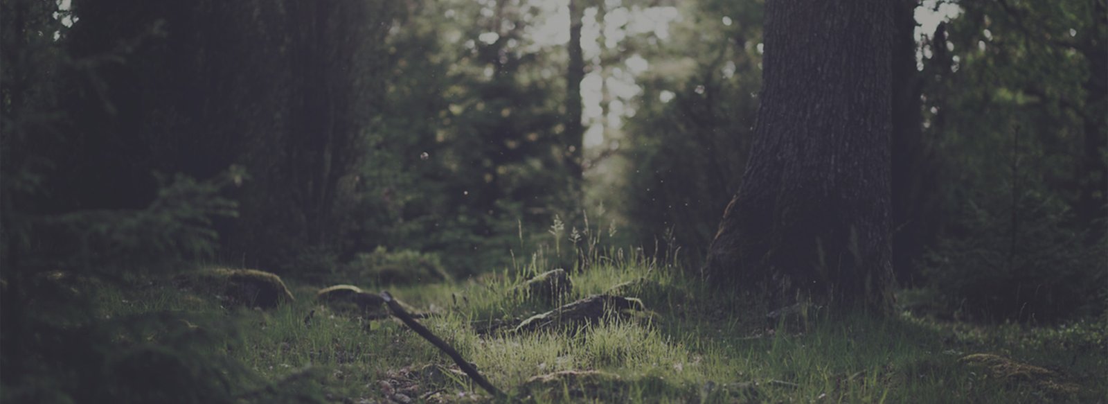 Pages – WP Gallery Styles